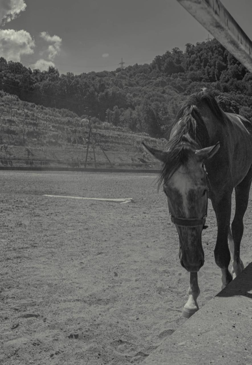 Фотосессия на конюшне в Сочи. Портфолио фотографа Анастасии Блохиной