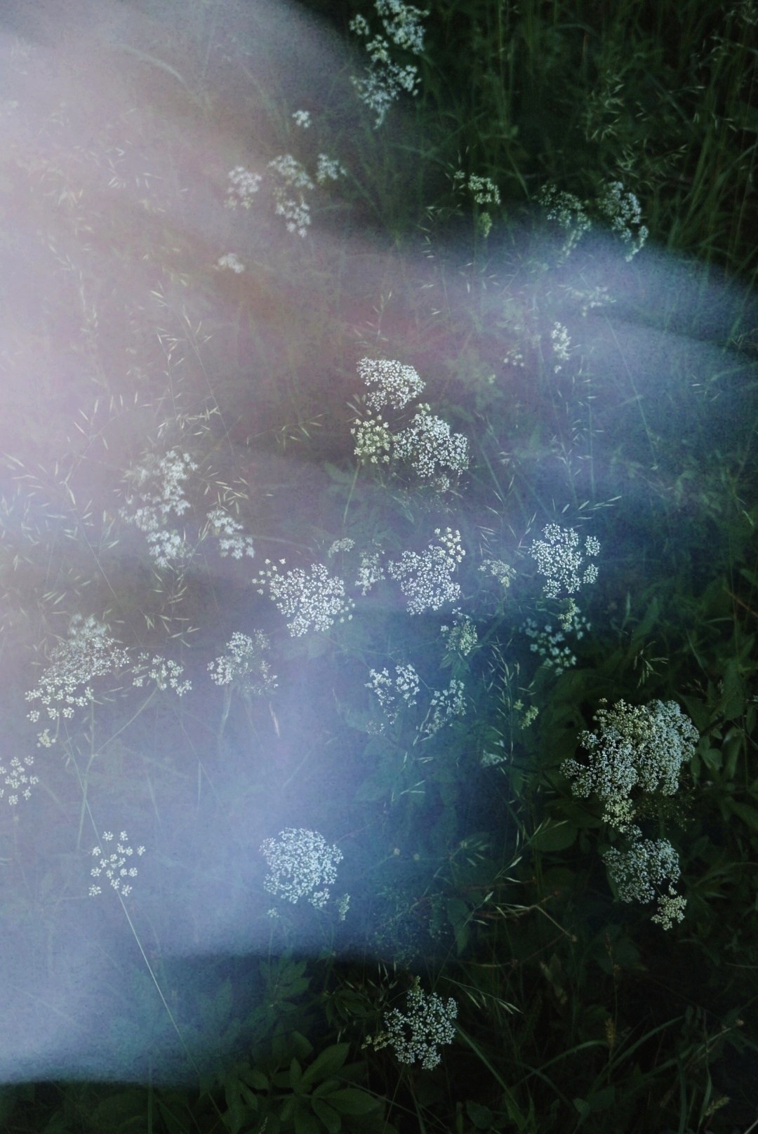 Природа. Настасья Проценко. Фотограф