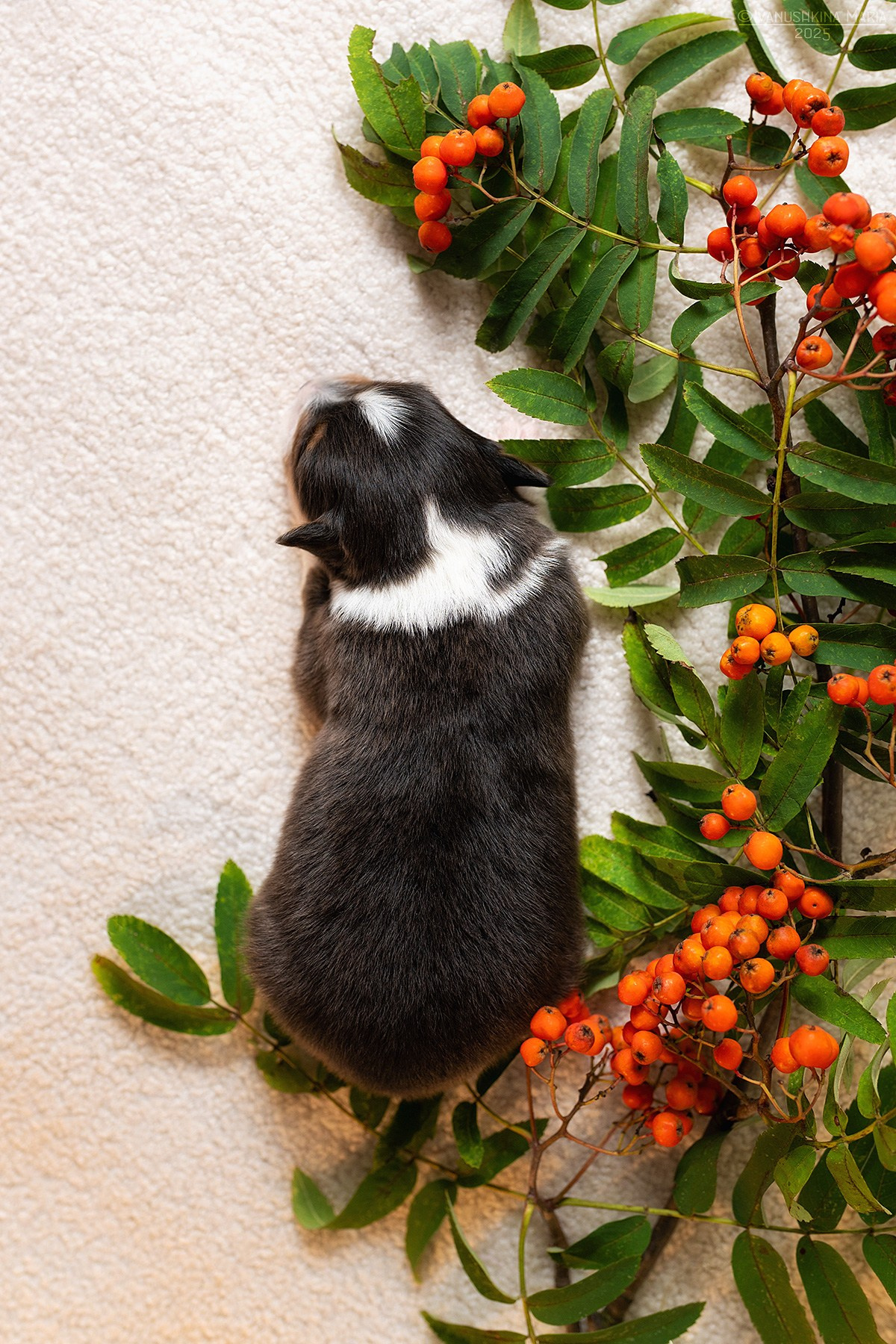 Ньюборн фотосессия щенков. Фотограф собак в Москве и Московской области Иванушкина Мария