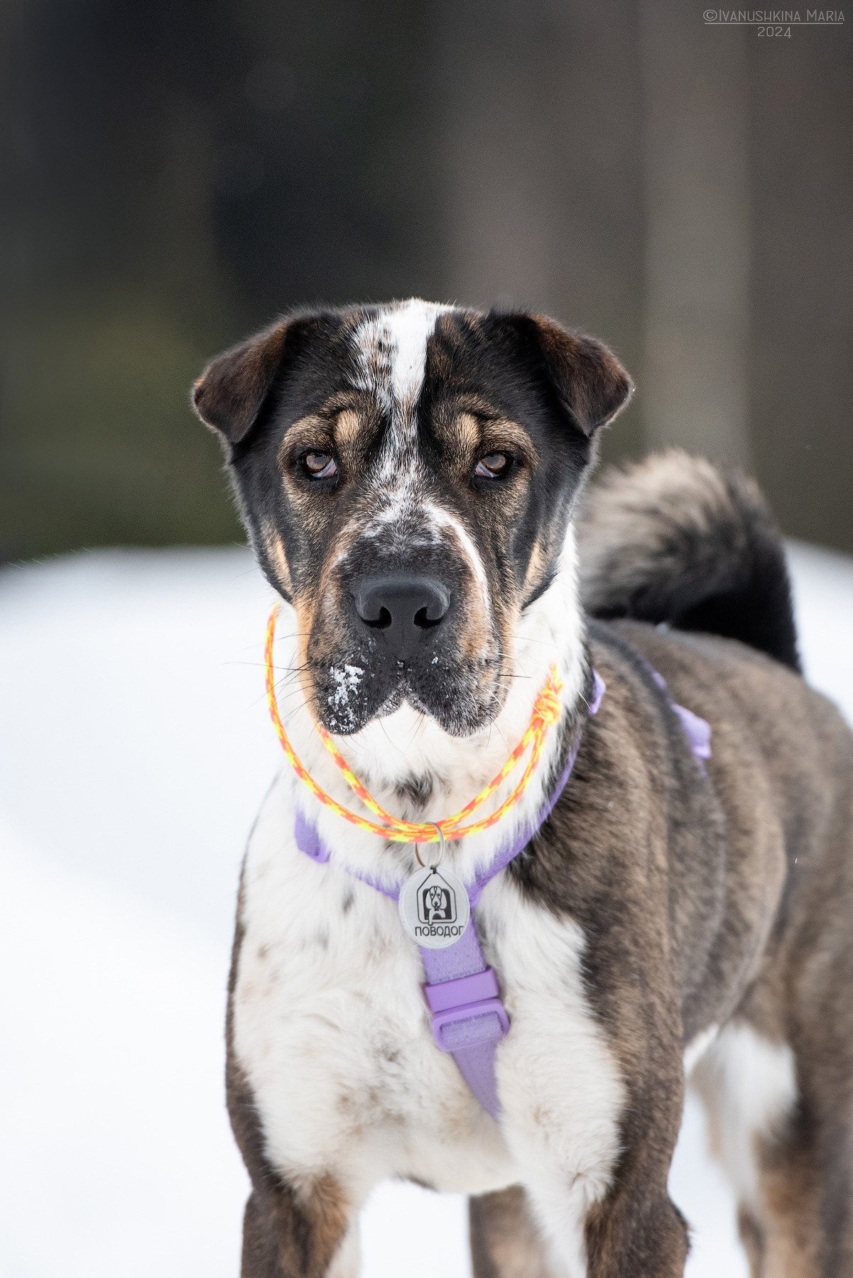 Пиарные фотосессии собак на пристройство. Фотограф собак в Москве и Московской области Иванушкина Мария
