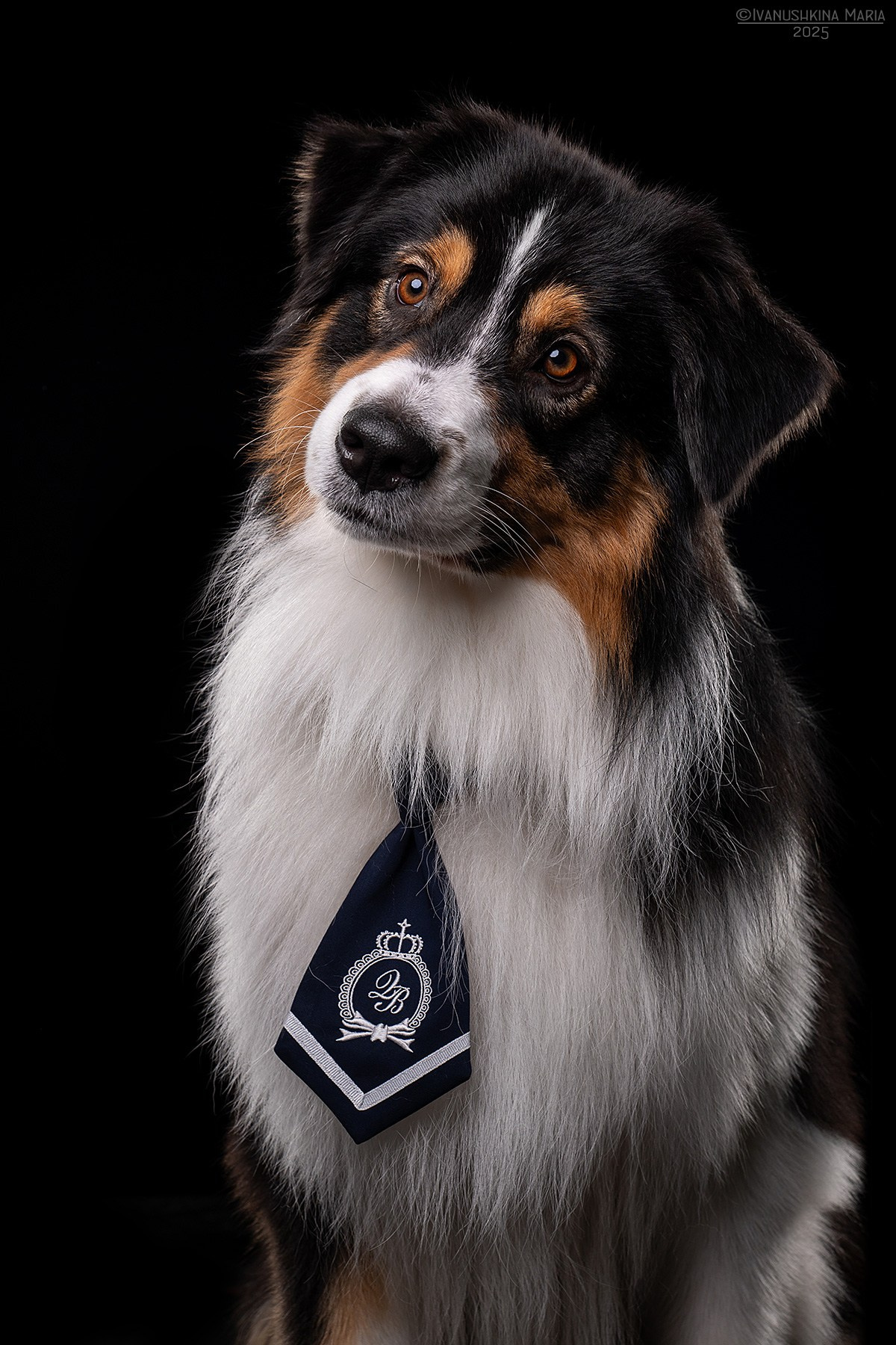 Фотосессия собаки в студии. Фотограф собак в Москве и Московской области Иванушкина Мария