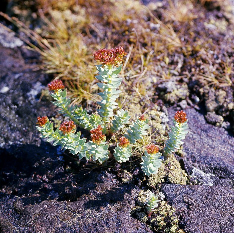 Саяны. ВАДИМ ГИППЕНРЕЙТЕР — ВЕЛИКИЙ ФОТОГРАФ ЗЕМЛИ РУССКОЙ