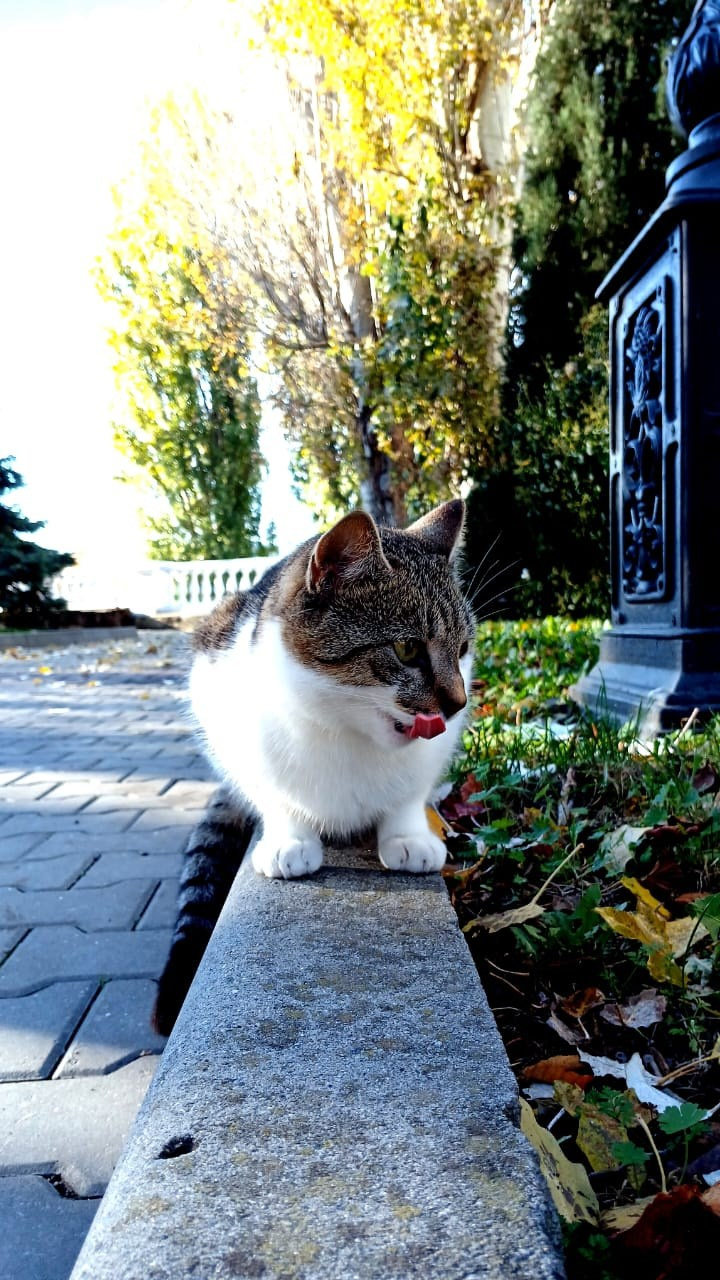 Севастопольские коты в объективе мобильного телефона. Фотограф Александр Лайкачев