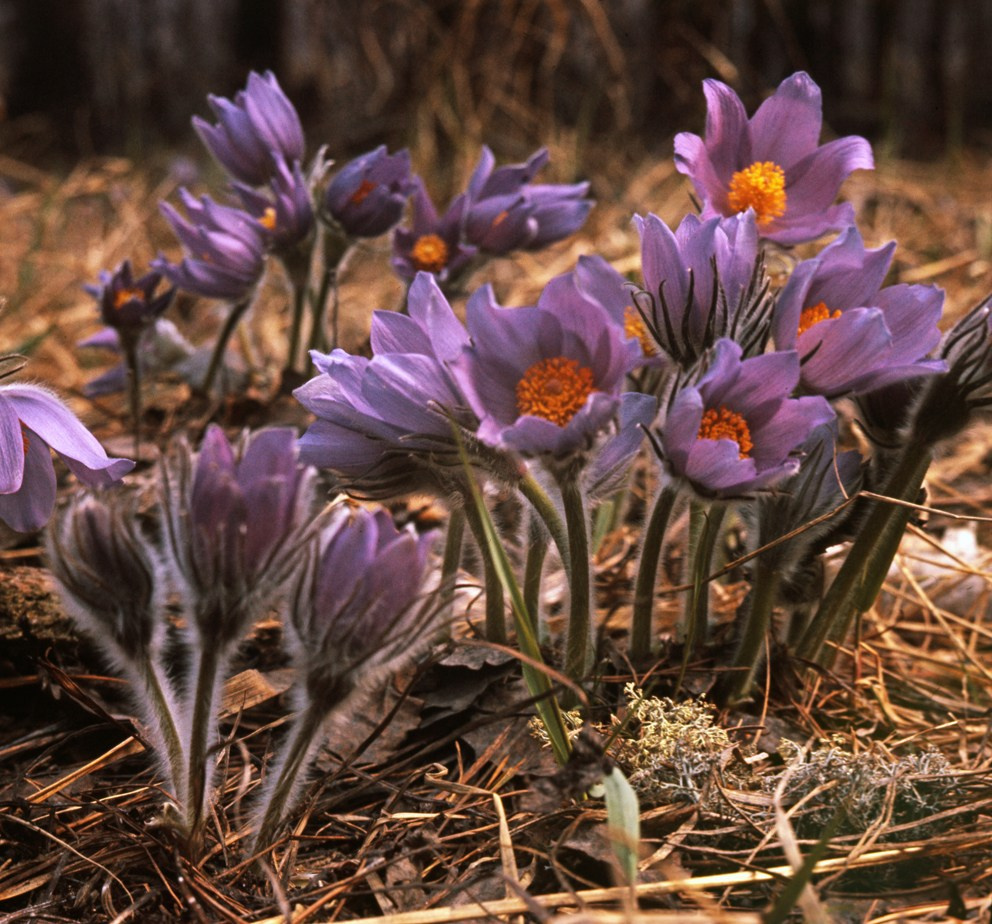 Весна. ВАДИМ ГИППЕНРЕЙТЕР — ВЕЛИКИЙ ФОТОГРАФ ЗЕМЛИ РУССКОЙ