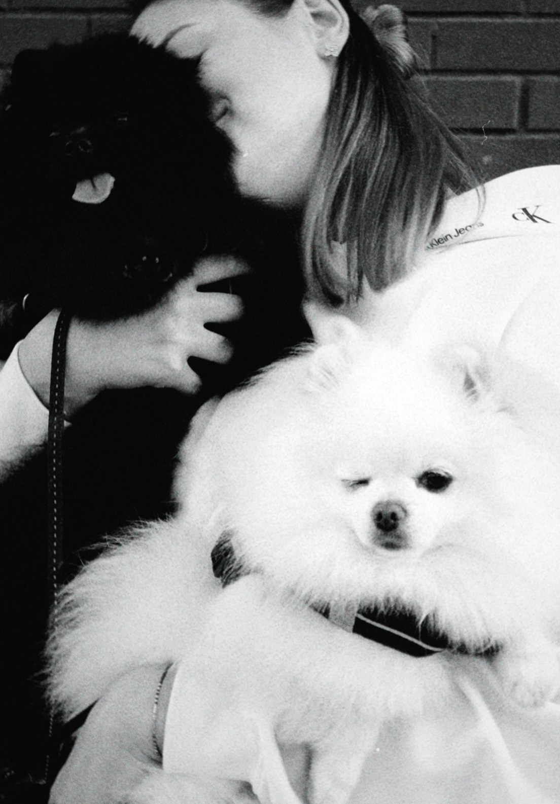 Питомцы. Татьян гертье