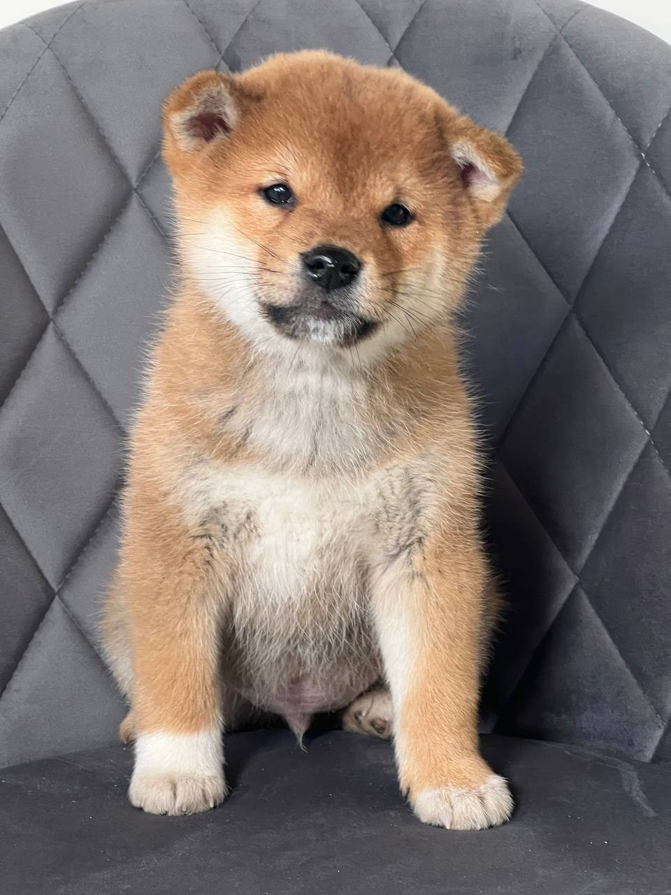 сиба питомник Рубилайт щенки на продажу rubylight  сиба щенки купить СПб Санкт-Петербург 