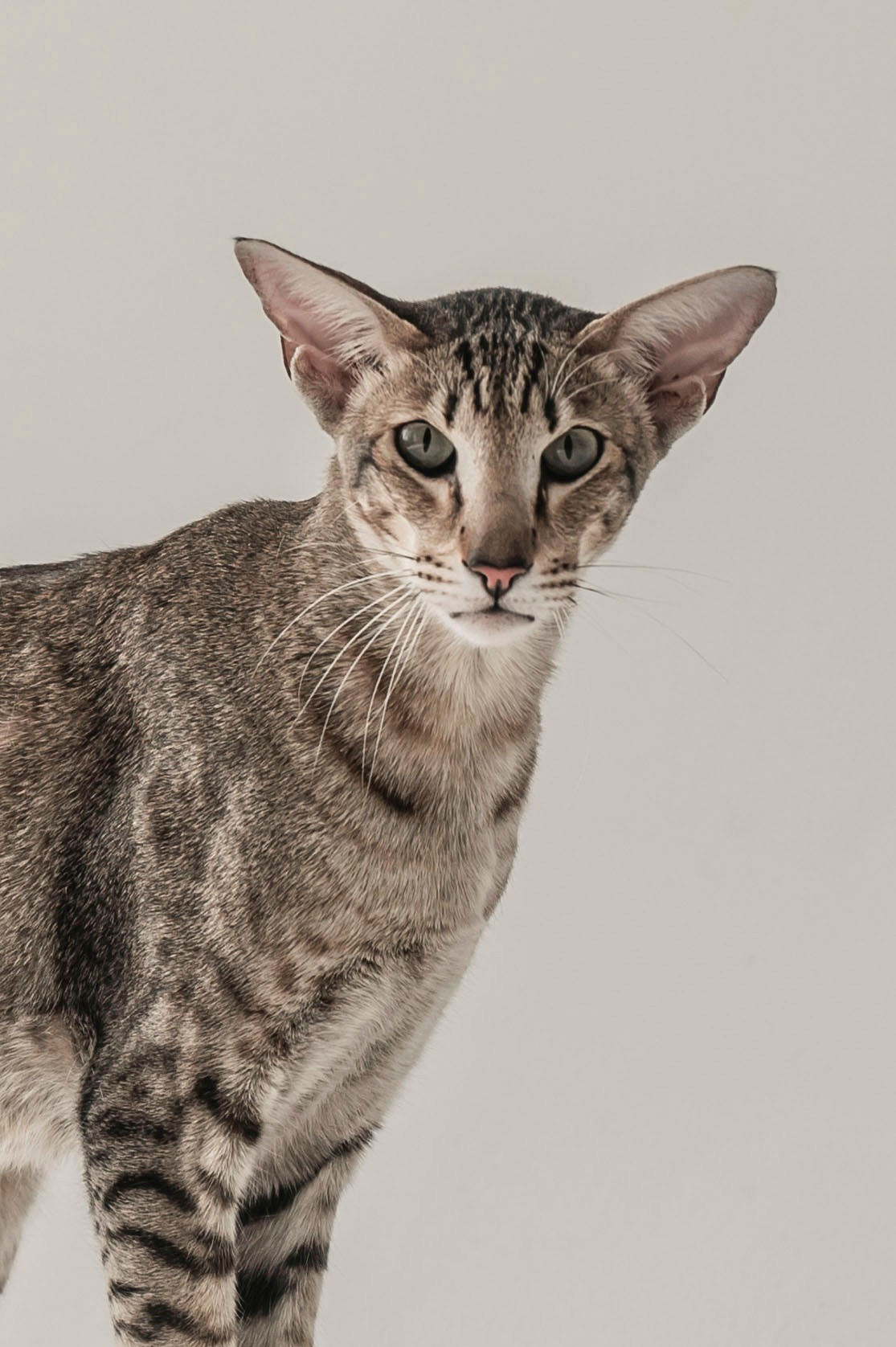 Валерия & Антон. Свадебный фотограф Татьяна Сорока Москва и МО