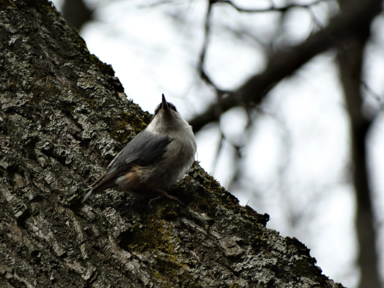 Середниково — Piligrim Porto — Братцево — Сходненская чаша | 09.04.2016. Галерея Фантим