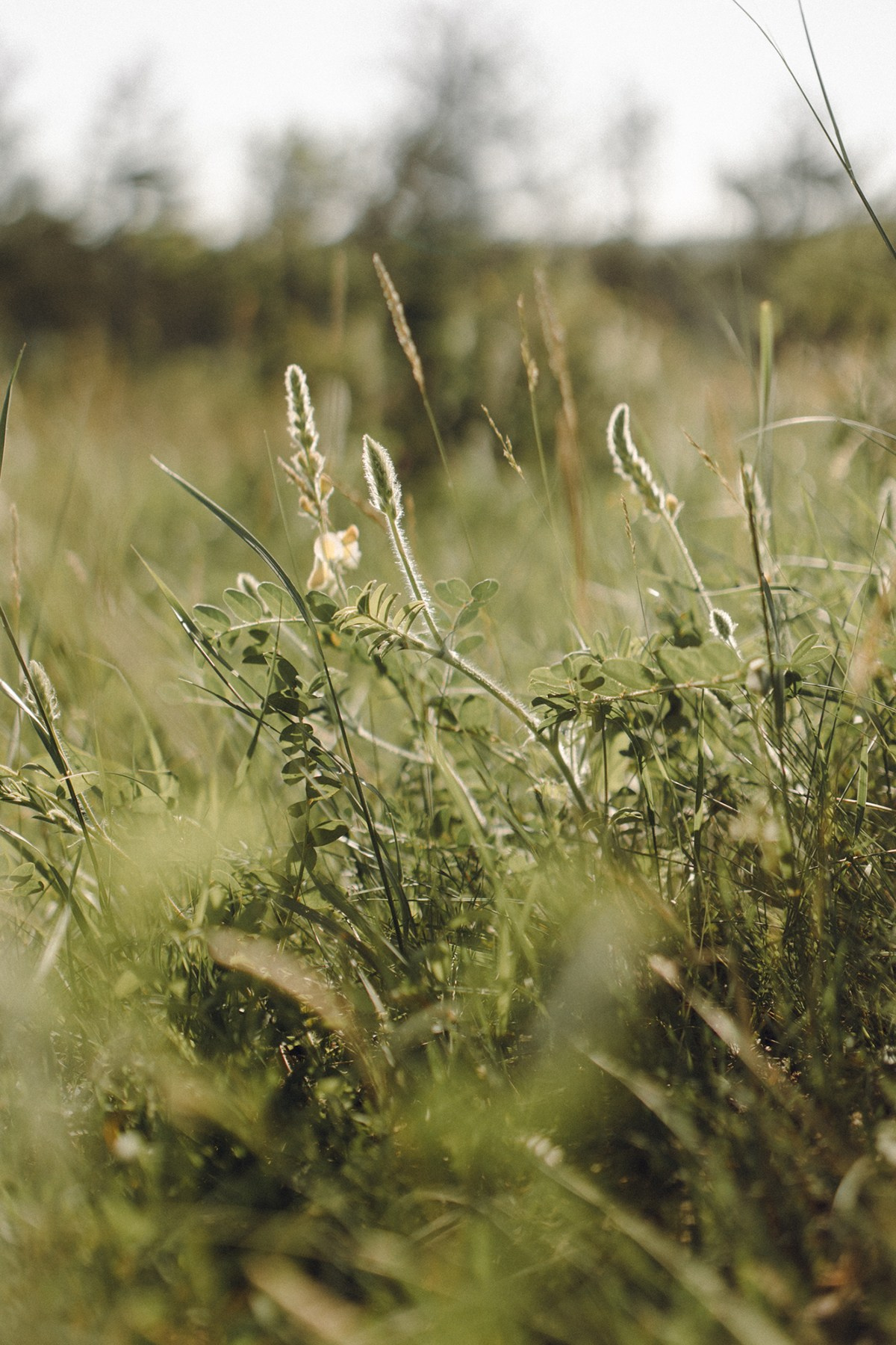 Alena. Anastasia Blud Photography