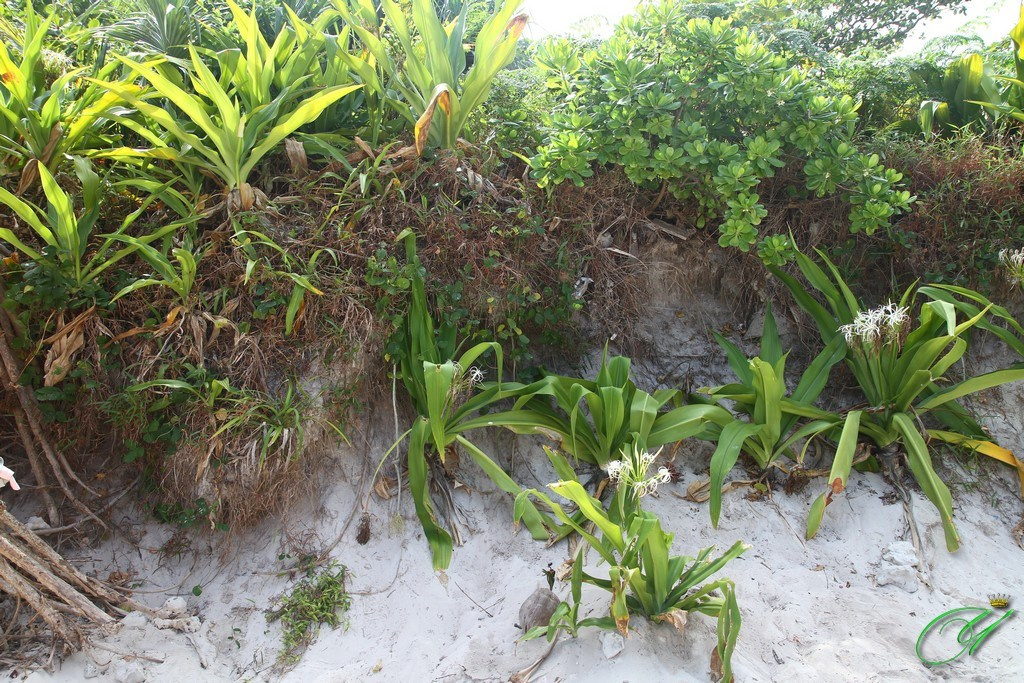 Тайланд. Пхукет 2013. Улица, люди, жизнь…