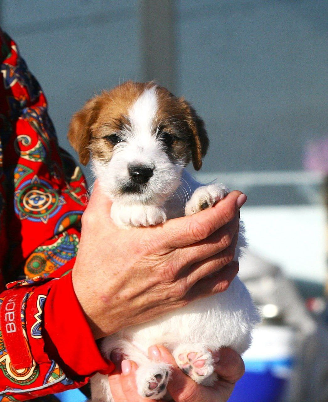 Кобель 1. Lovely-Orange питомник джек рассел терьеров