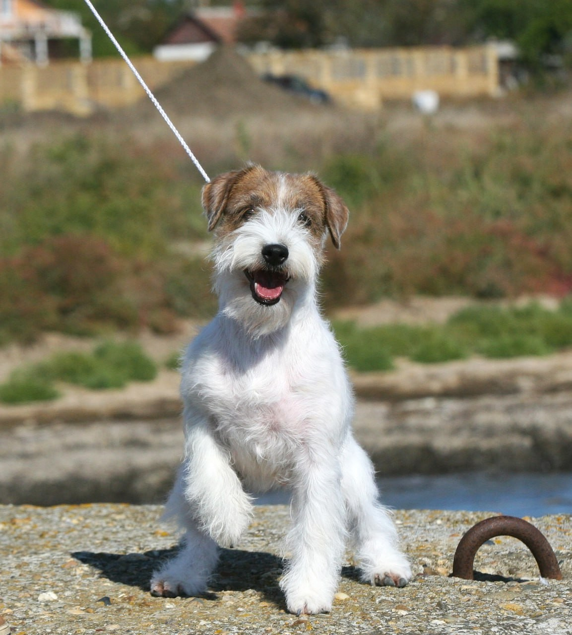 Lovely -Orange Team Spirit. Lovely-Orange питомник джек рассел терьеров