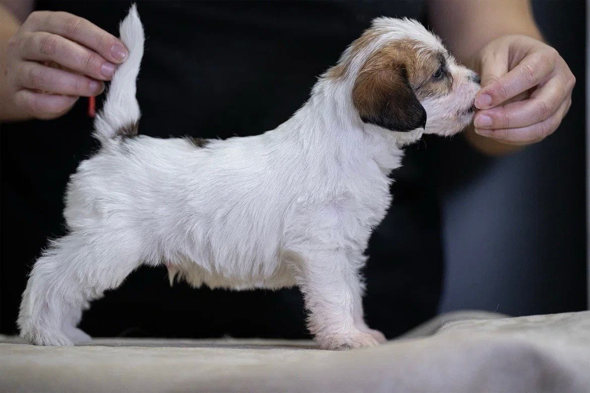 Кобель 1. Lovely-Orange питомник джек рассел терьеров