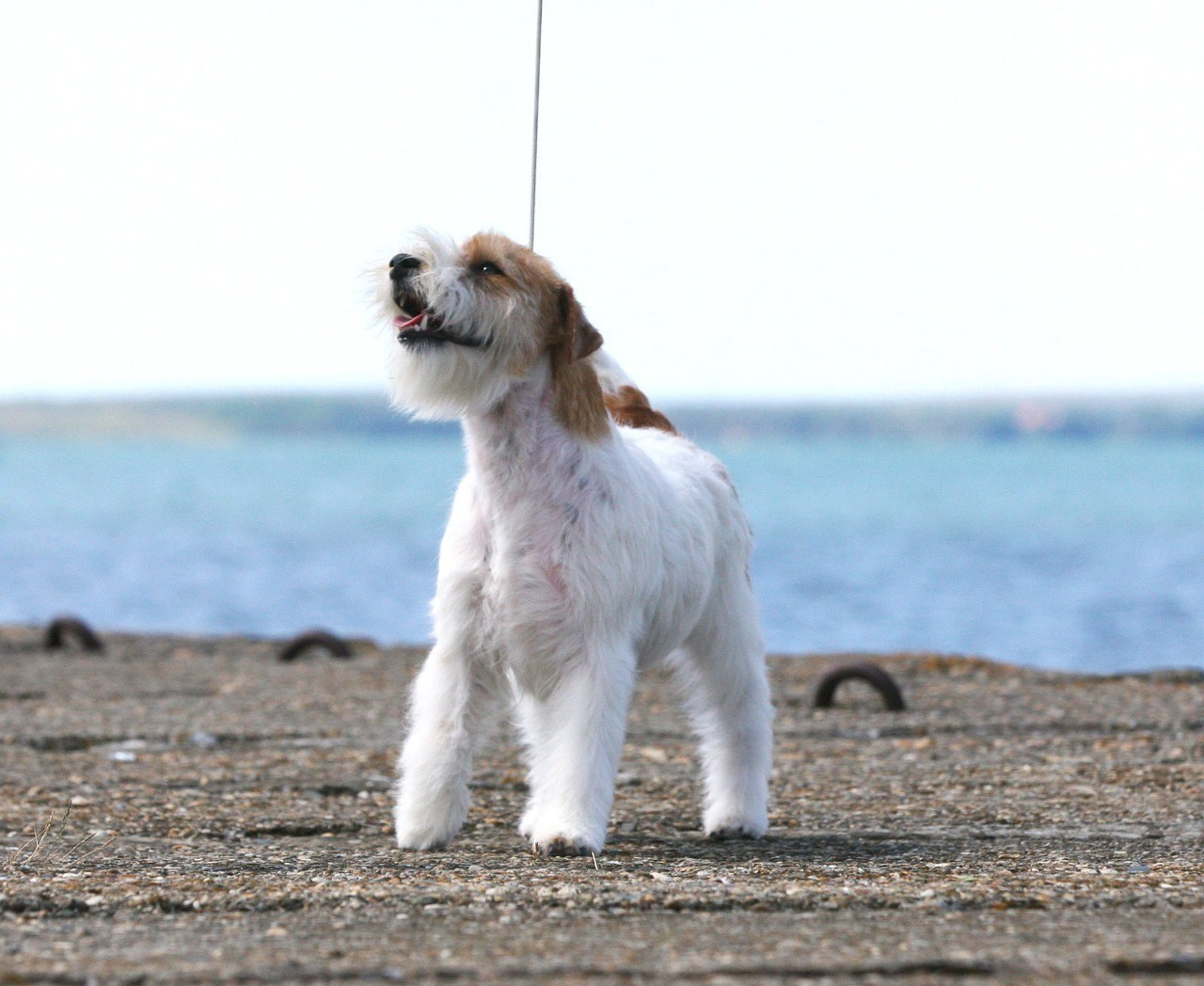 Lovely-Orange Colambina. Lovely-Orange питомник джек рассел терьеров
