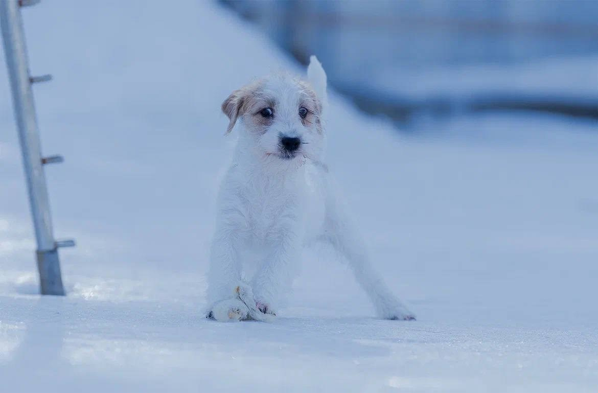 Сука 5. Lovely-Orange питомник джек рассел терьеров
