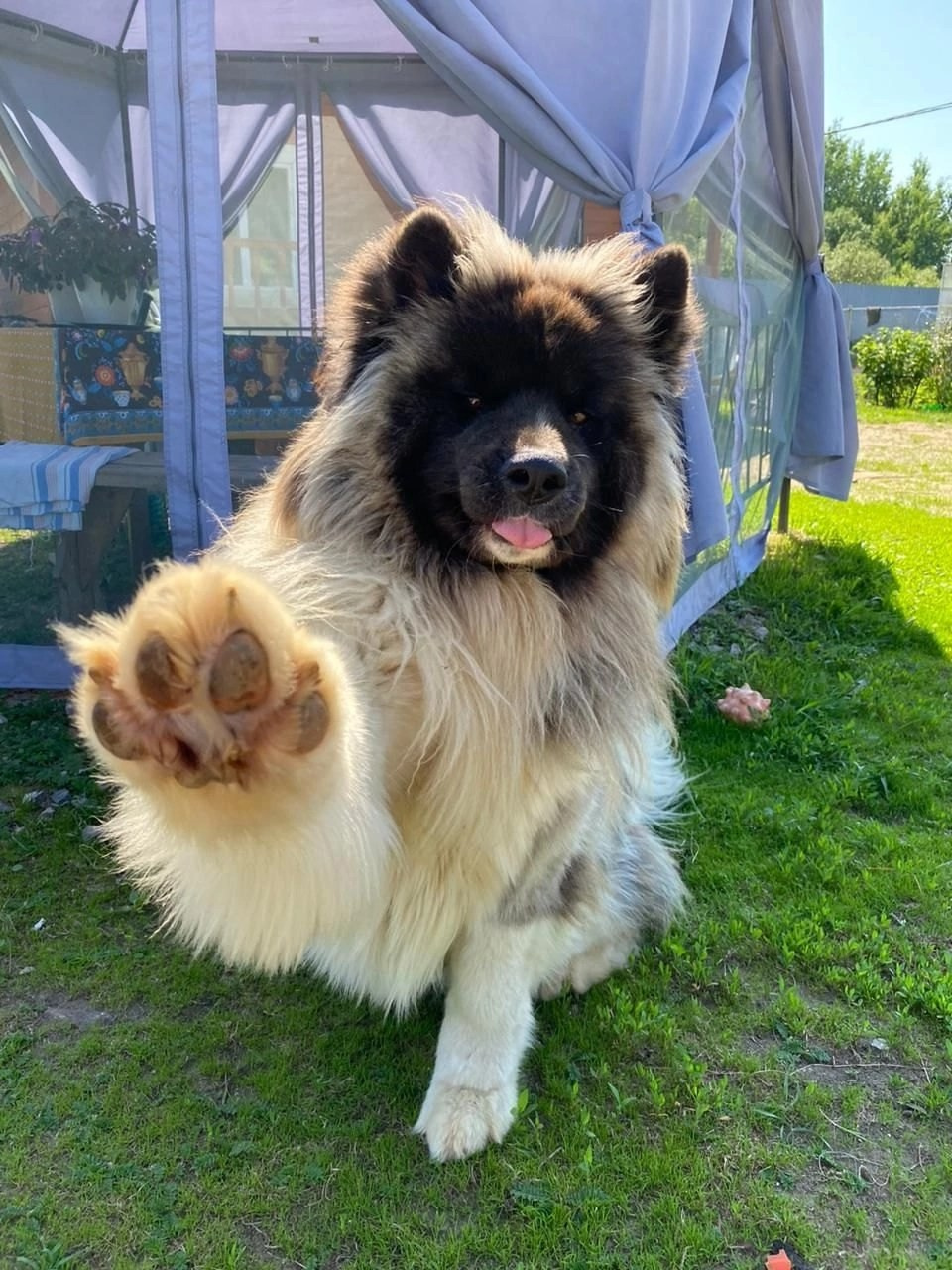 Rubylight Princess dancing Помет П Американская Акита. Американская акита I Сиба ину I Питомник RUBYLIGHT