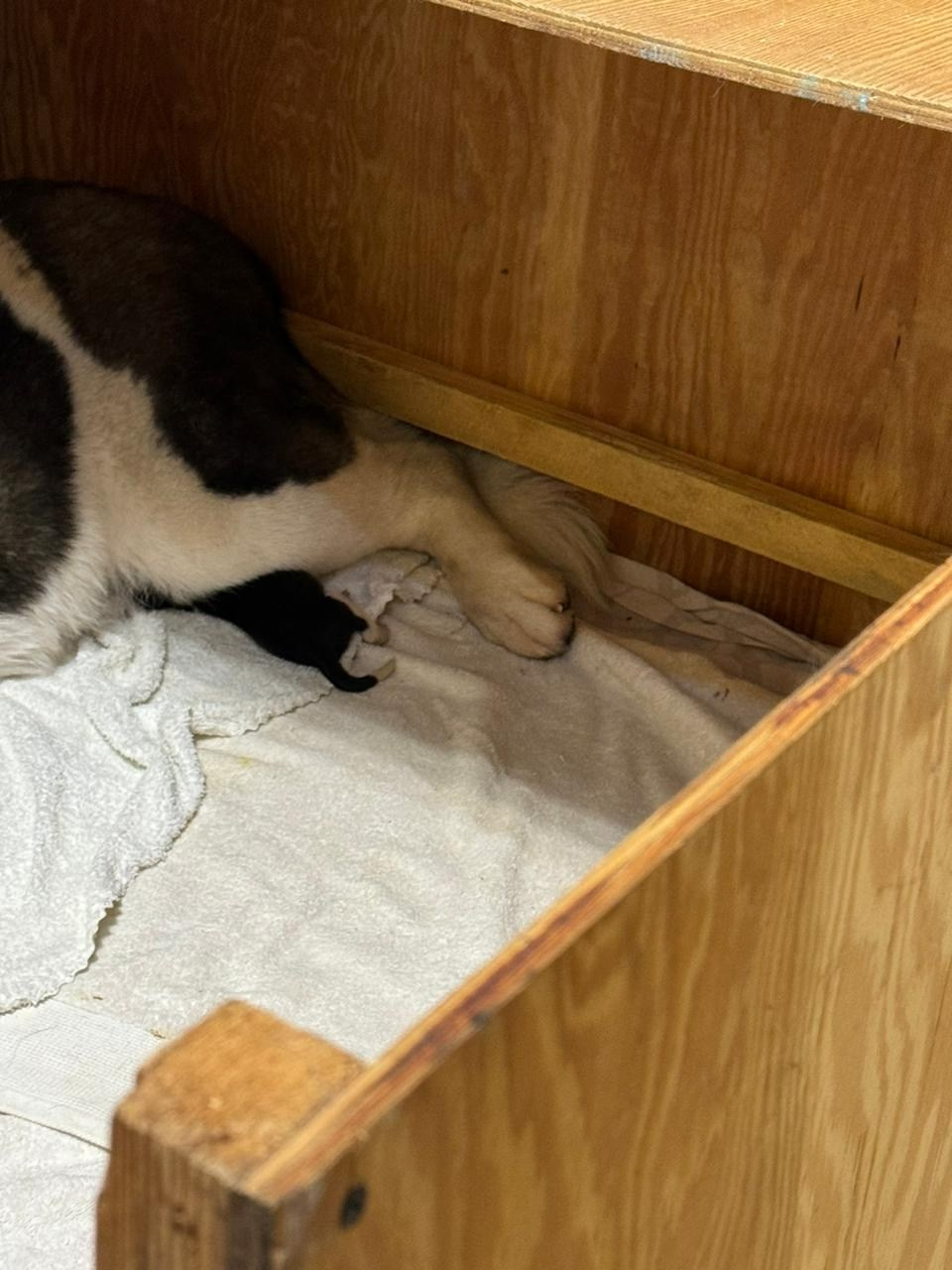 Американская акита  щенки питомник Санкт-Петербург клубные щенки Американская акита питомник RUBYLIGHT Рубилайт купить щенка американской акиты