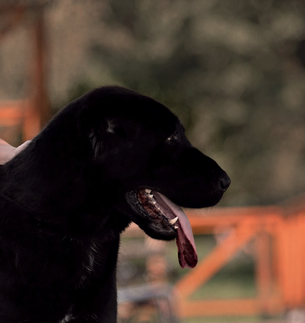 Портфолио: Фотосъёмка собак в Москве и области — авторские образы. Фотограф-анималист и бренд-фотограф в Москве | Фотография собак, людей, бизнес-портрет