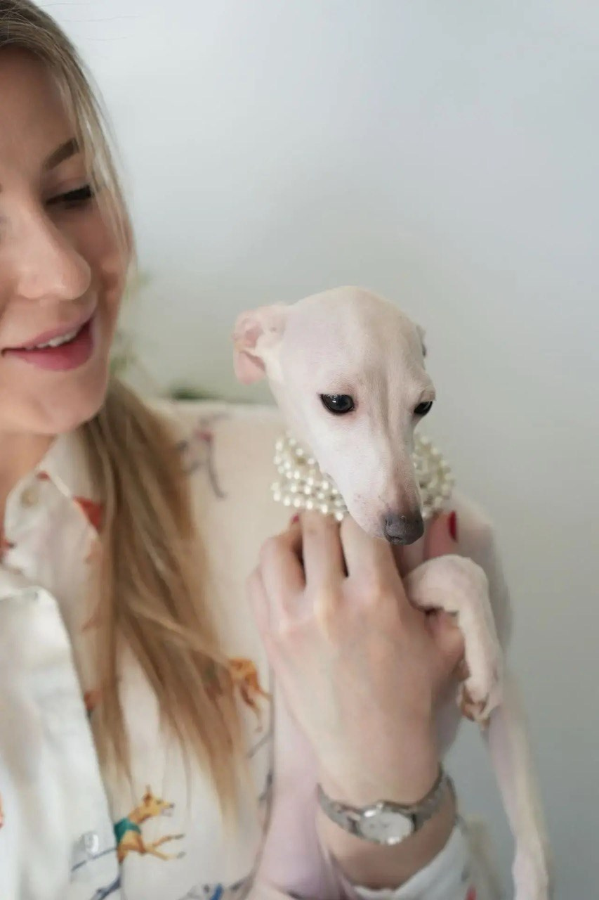 Asti Sapphire Jasmine. Профессиональный питомник левреток РКФ/FCI ASTI SAPPHIRE 💎 Сочи|Санкт-Петербург