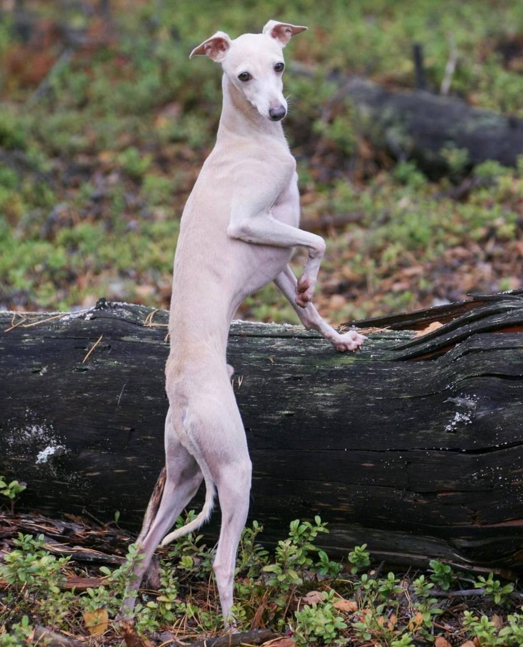 Кремовые детки. Профессиональный питомник левреток РКФ/FCI ASTI SAPPHIRE 💎 Сочи|Санкт-Петербург