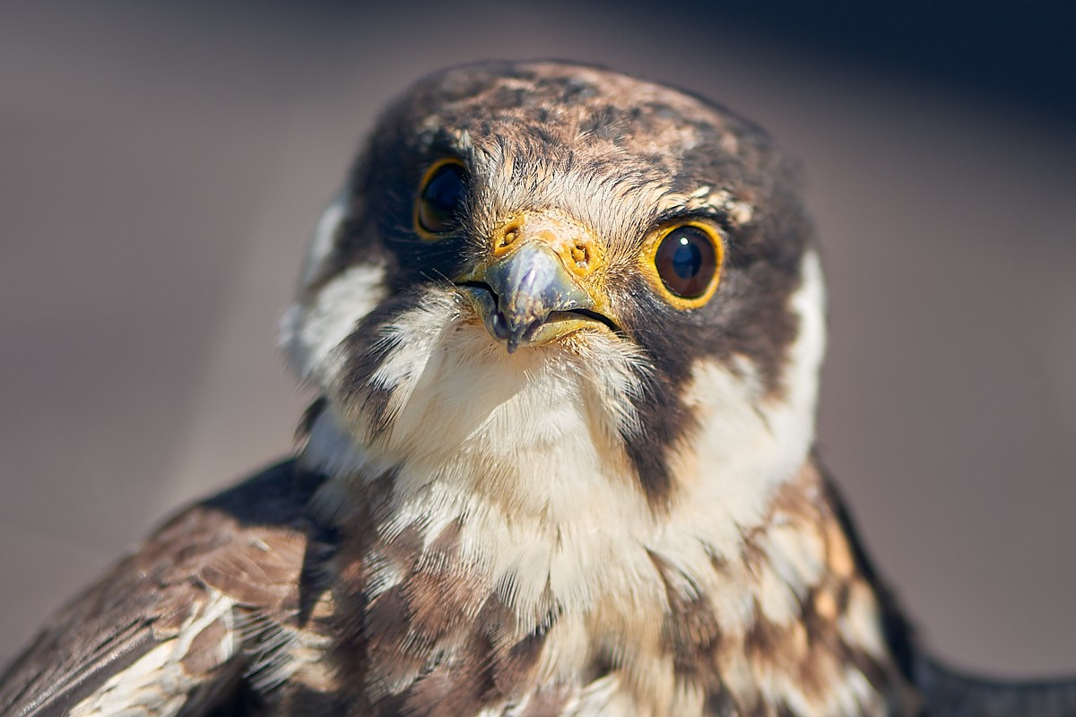 Фотосъемка животных