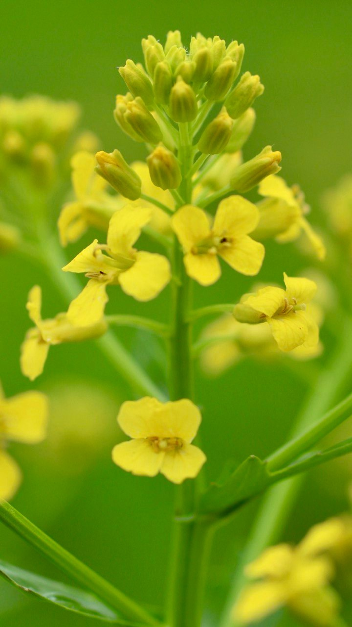 Макро. Фотографирую мир