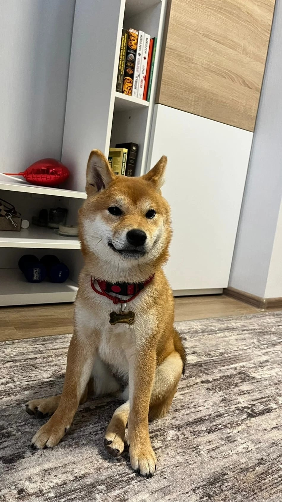 сиба питомник Рубилайт щенки на продажу rubylight  сиба щенки купить