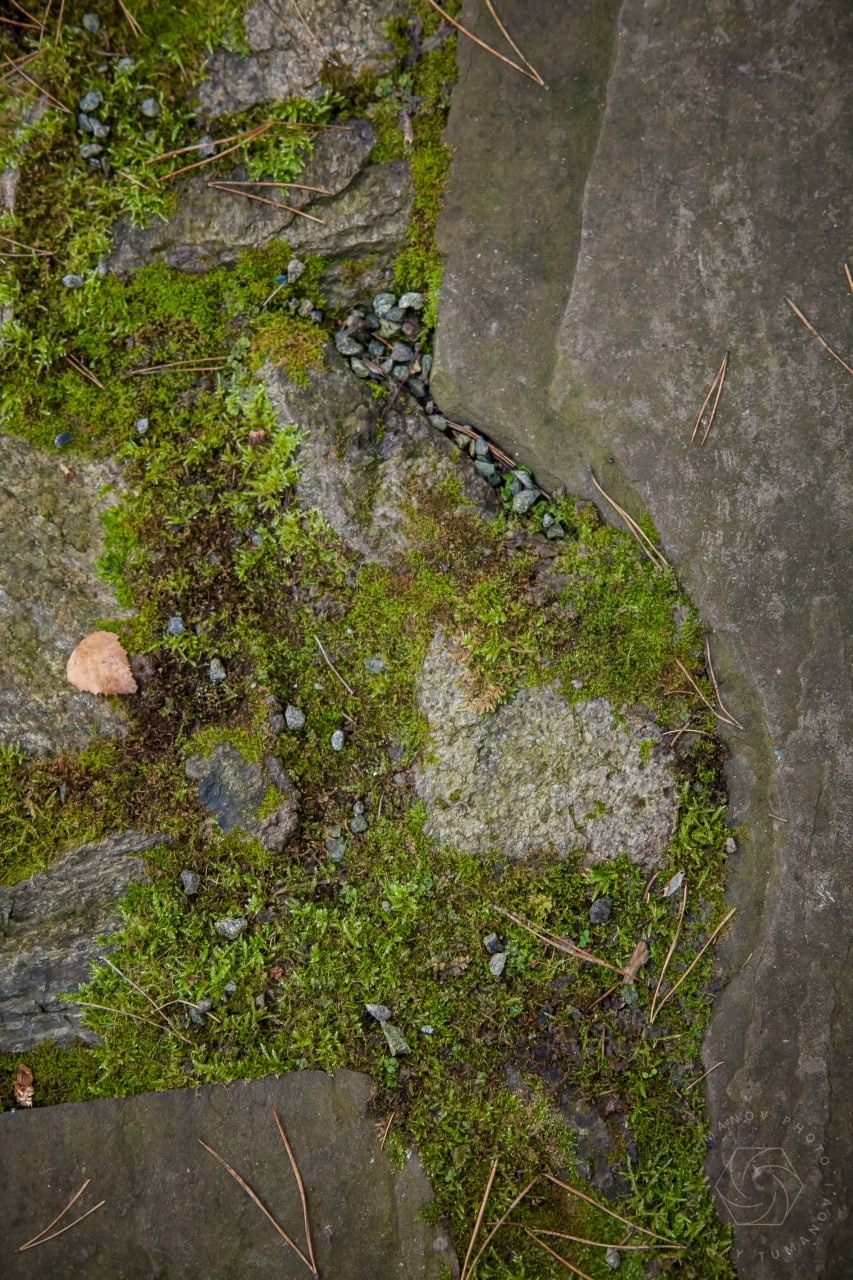 Сад мхов. Виталий Туманов — Ландшафтный фотограф