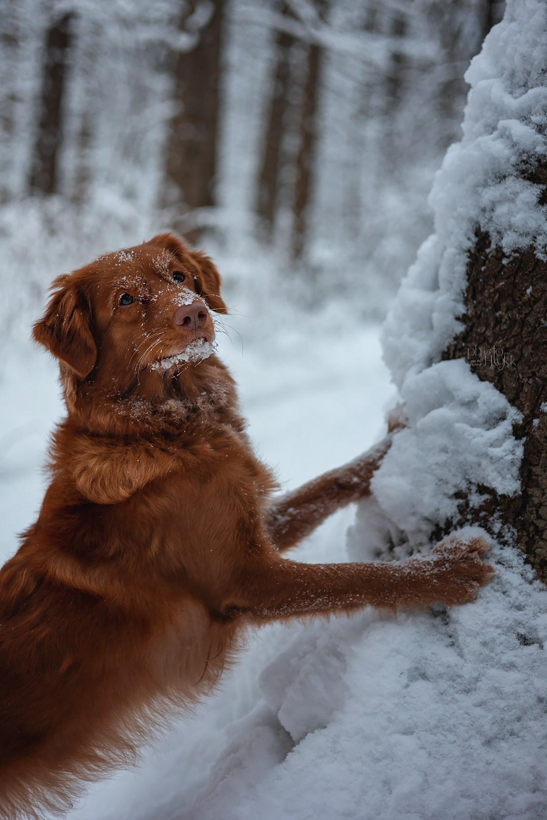 Толлер Эста. Htykk_photo