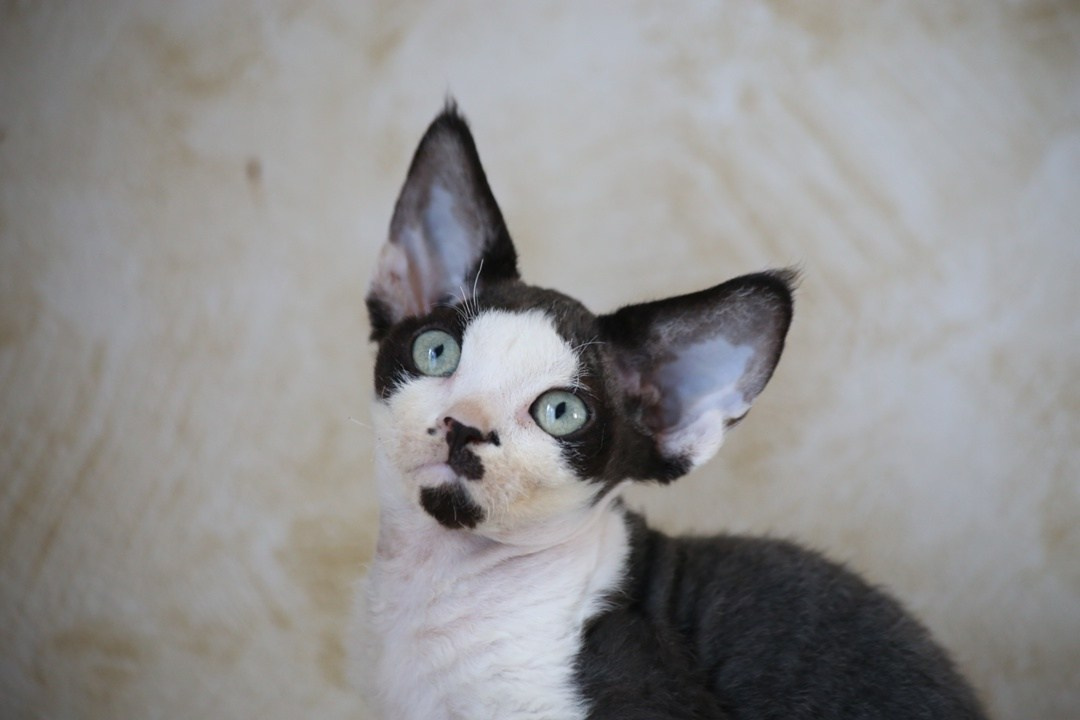 DRX, n 03 котик. Nevskiy Favorite — питомник девон-рексов в Санкт-Петербурге. Здоровые, ласковые и редкие котята