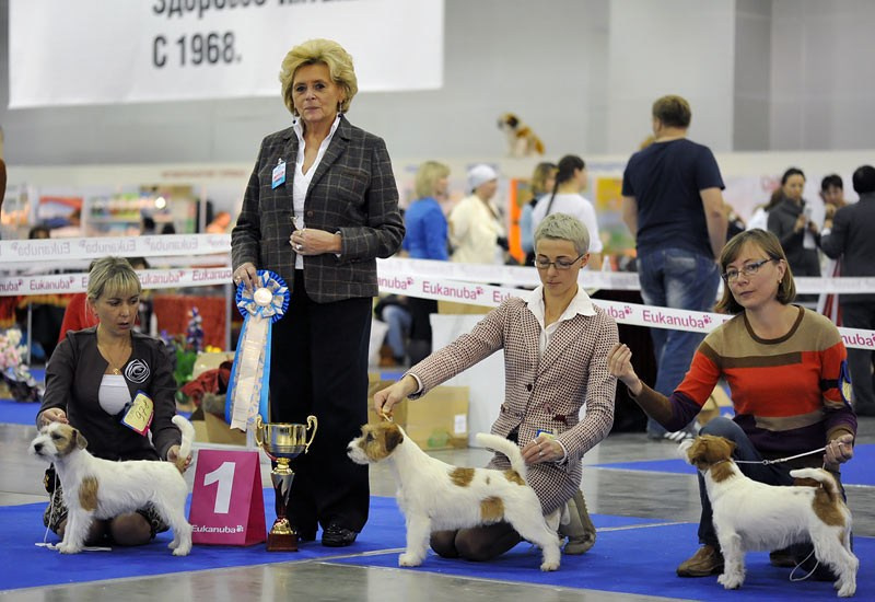 РОССИЯ 2012. Lovely-Orange питомник джек рассел терьеров