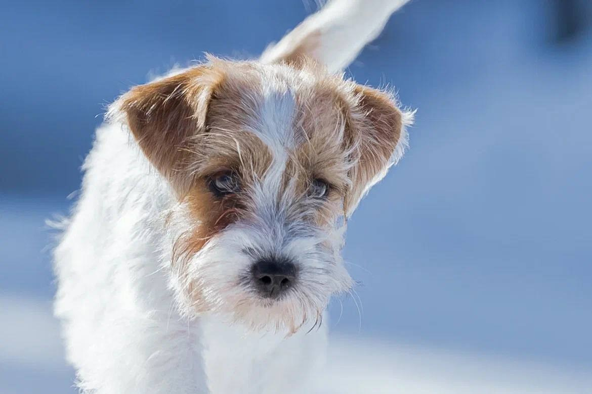 Сука 6. Lovely-Orange питомник джек рассел терьеров