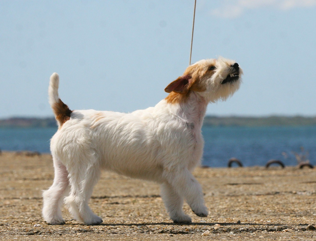 Lovely-Orange Colambina. Lovely-Orange питомник джек рассел терьеров