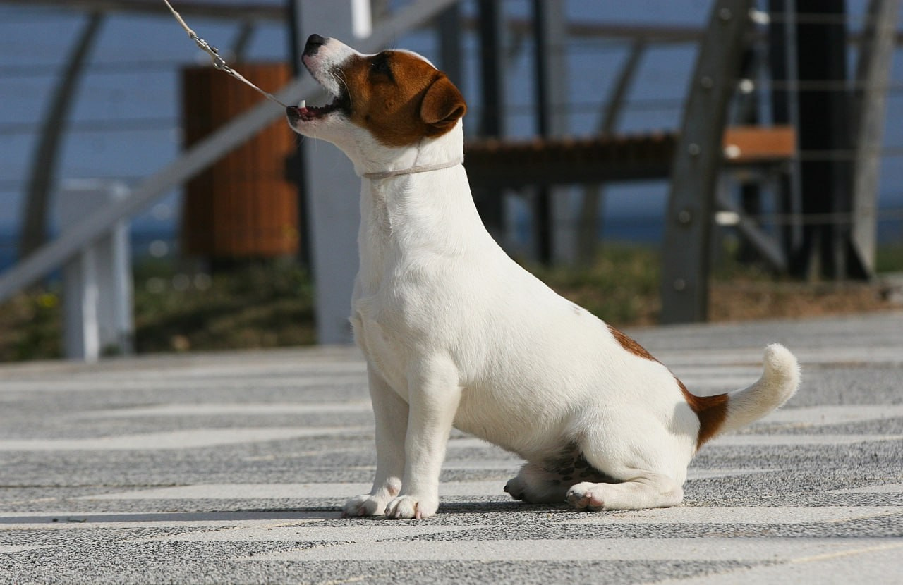 VOLNA STAR LAGERFELD LEGENDS. Lovely-Orange питомник джек рассел терьеров