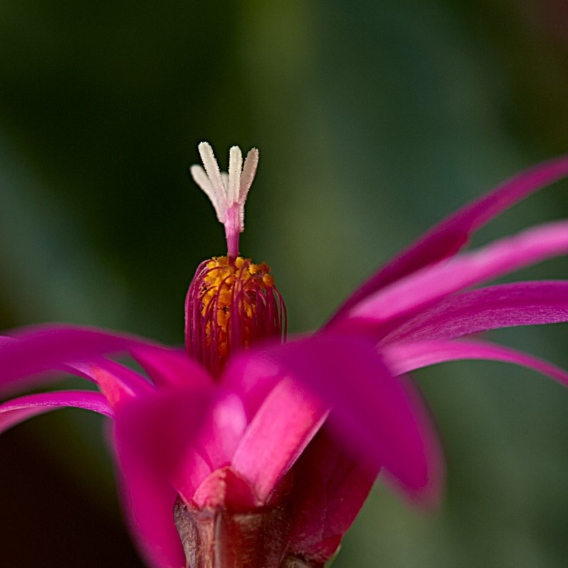 Коллекция «ПРИКОСНОВЕНИЕ». Лена Сми интерьерный и портретный фотограф. Москва и Санкт-Петербург