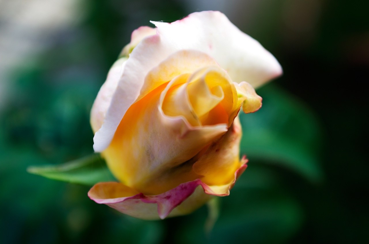 Дары Природы. Sreda fotoArt