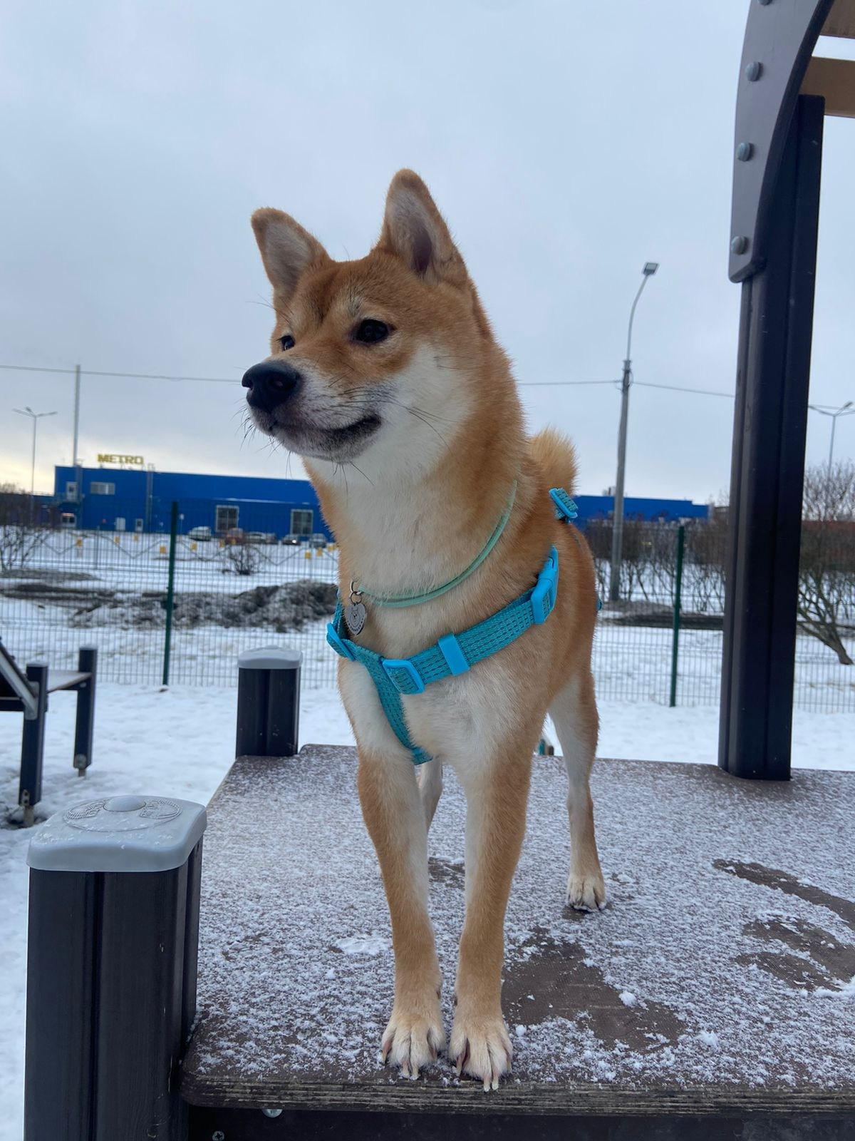 сиба питомник Рубилайт щенки на продажу rubylight  сиба щенки купить