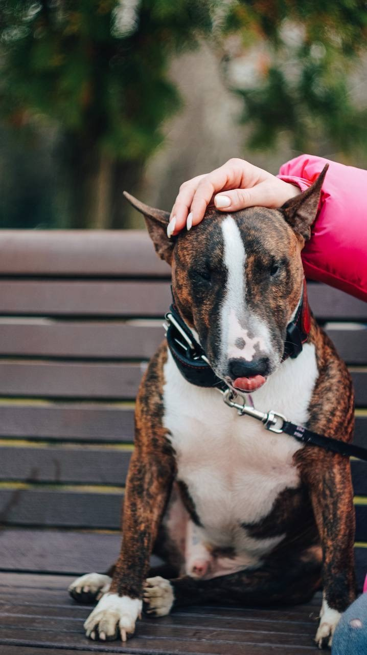 Dogs street. Профессиональный фотограф