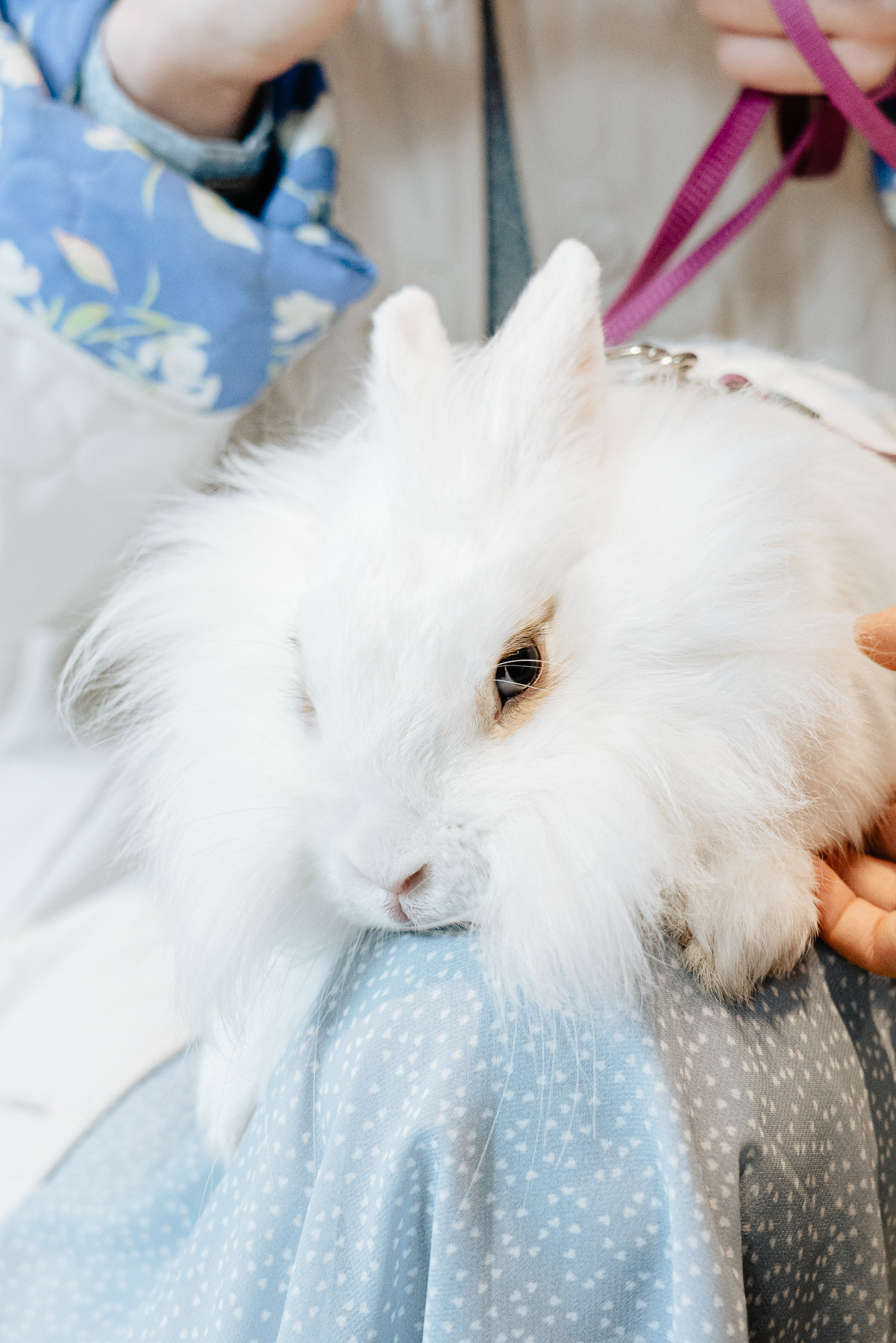 «Безумное чаепитие» в MasterSuite. Фотограф Андрей Михайлов, Москва