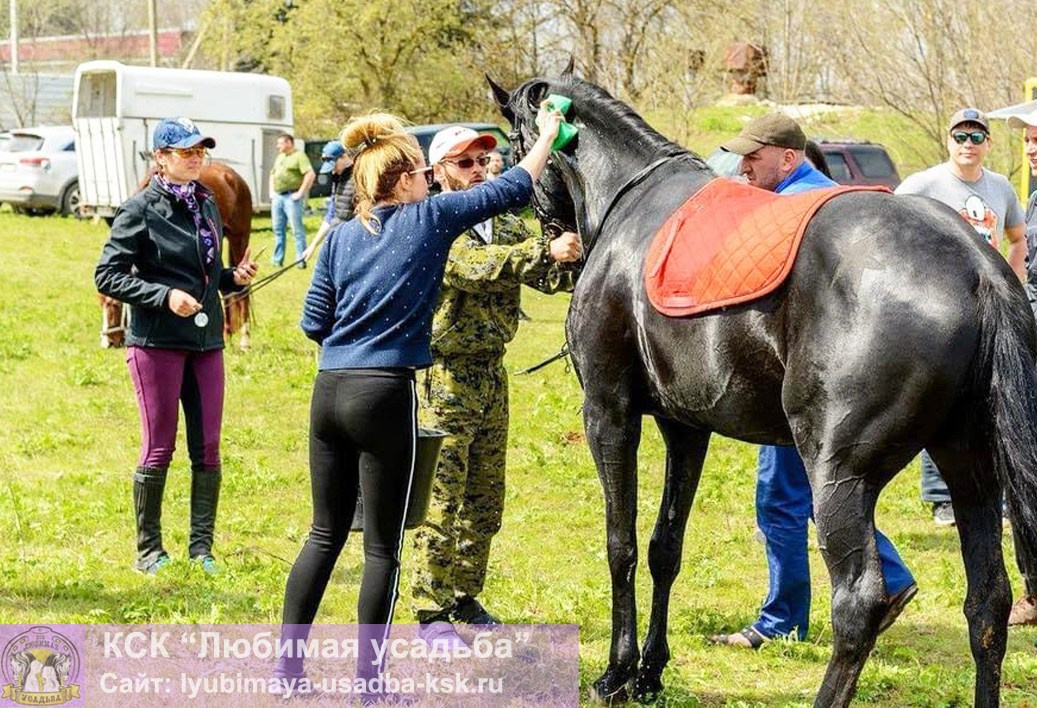 Endurance Rider Webinar Kazakhstan 2025. Liana Antanovich | Equestrian Strategies
