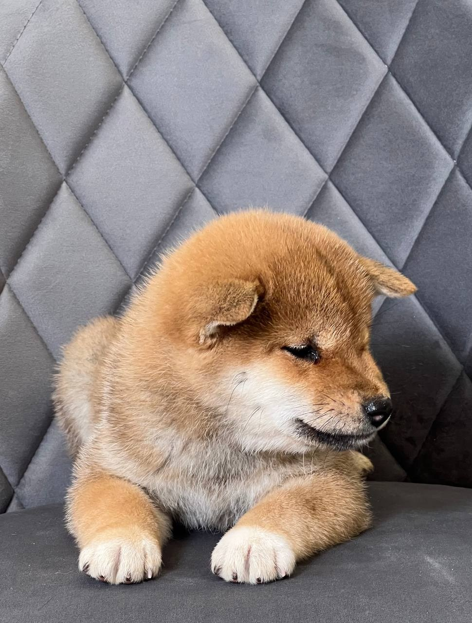 сиба питомник Рубилайт щенки на продажу rubylight  сиба щенки купить СПб Санкт-Петербург 