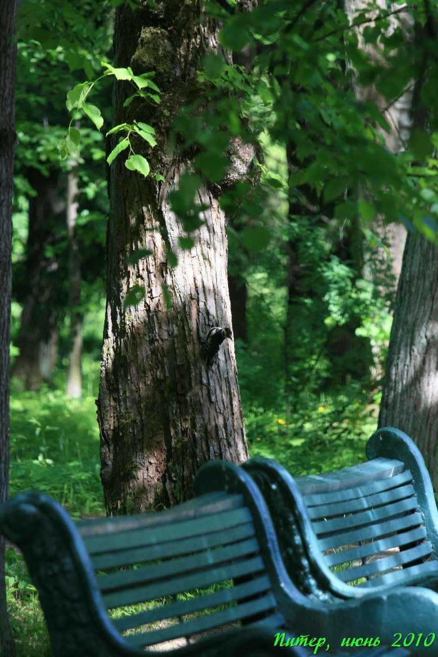 Питер 2010 г. Улица, люди, жизнь…