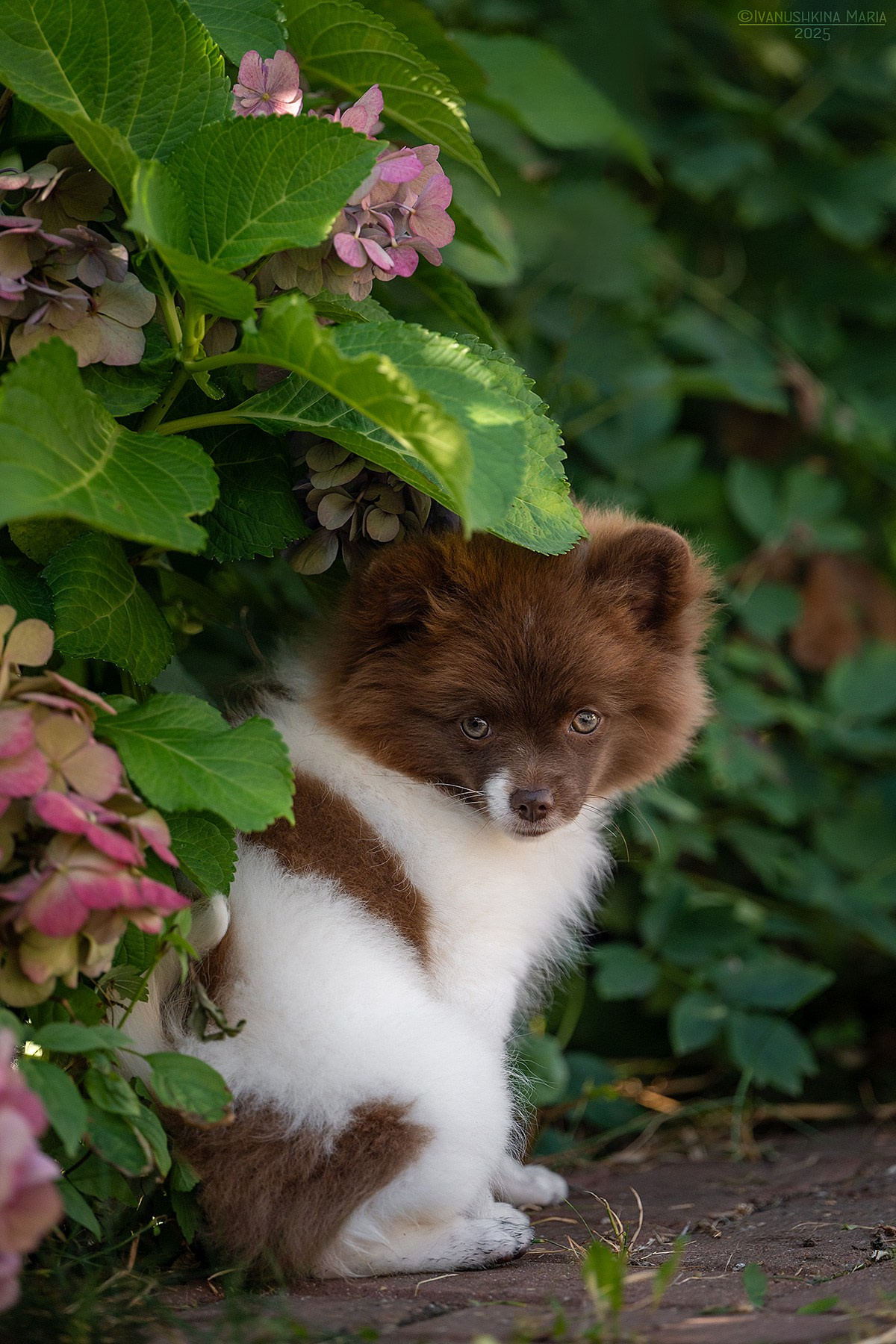 Фотосессия щенков на продажу. Фотограф собак в Москве и Московской области Иванушкина Мария