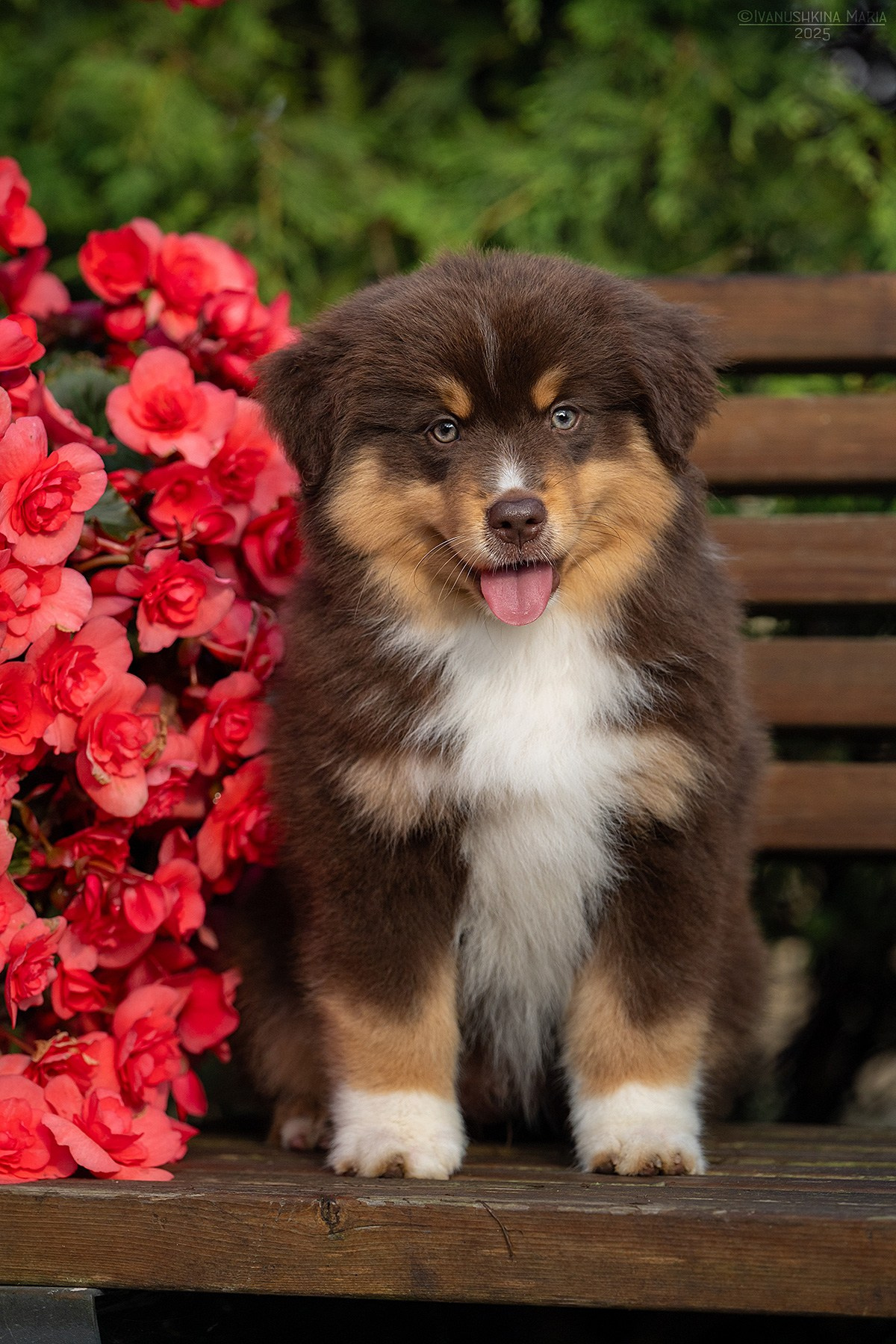 Фотосессия щенков на продажу. Фотограф собак в Москве и Московской области Иванушкина Мария