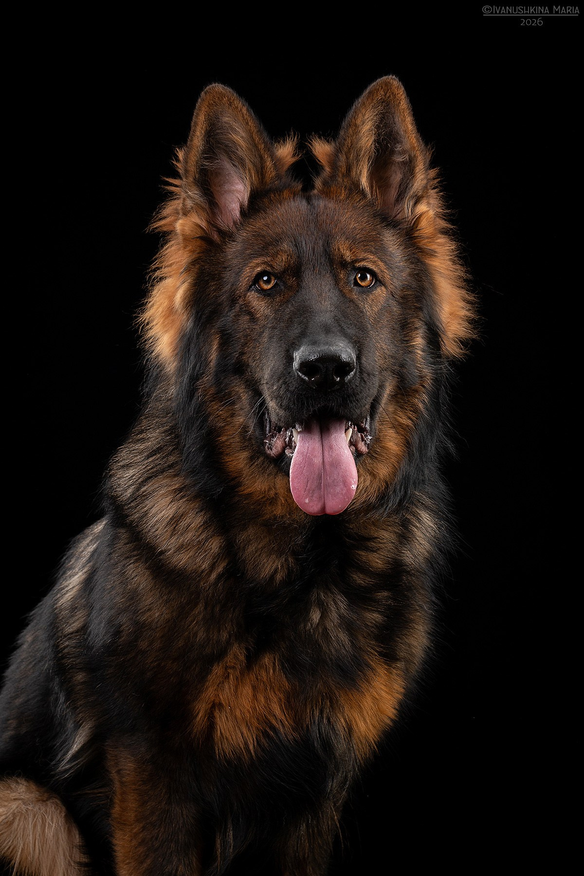 Фотосессия собаки в студии. Фотограф собак в Москве и Московской области Иванушкина Мария