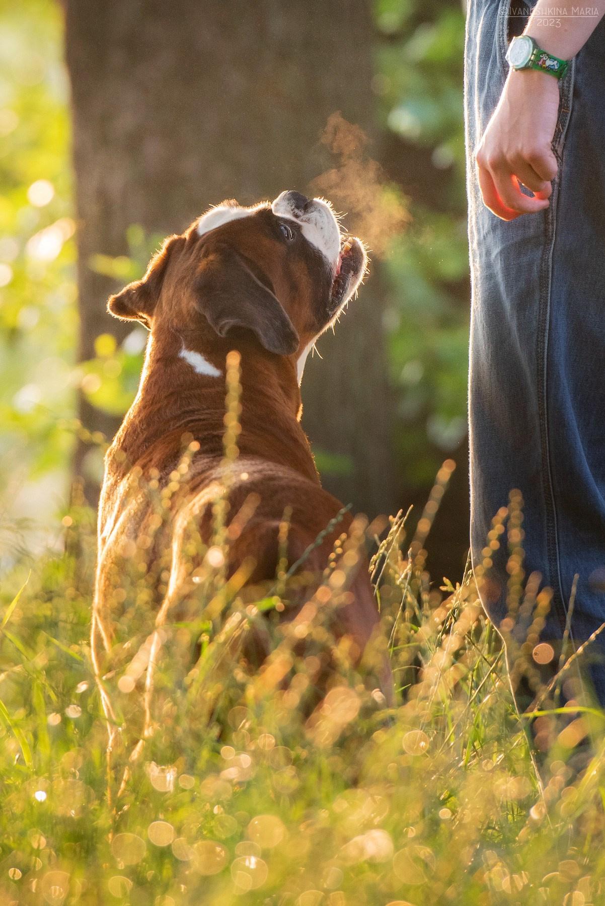 собака породы боксер