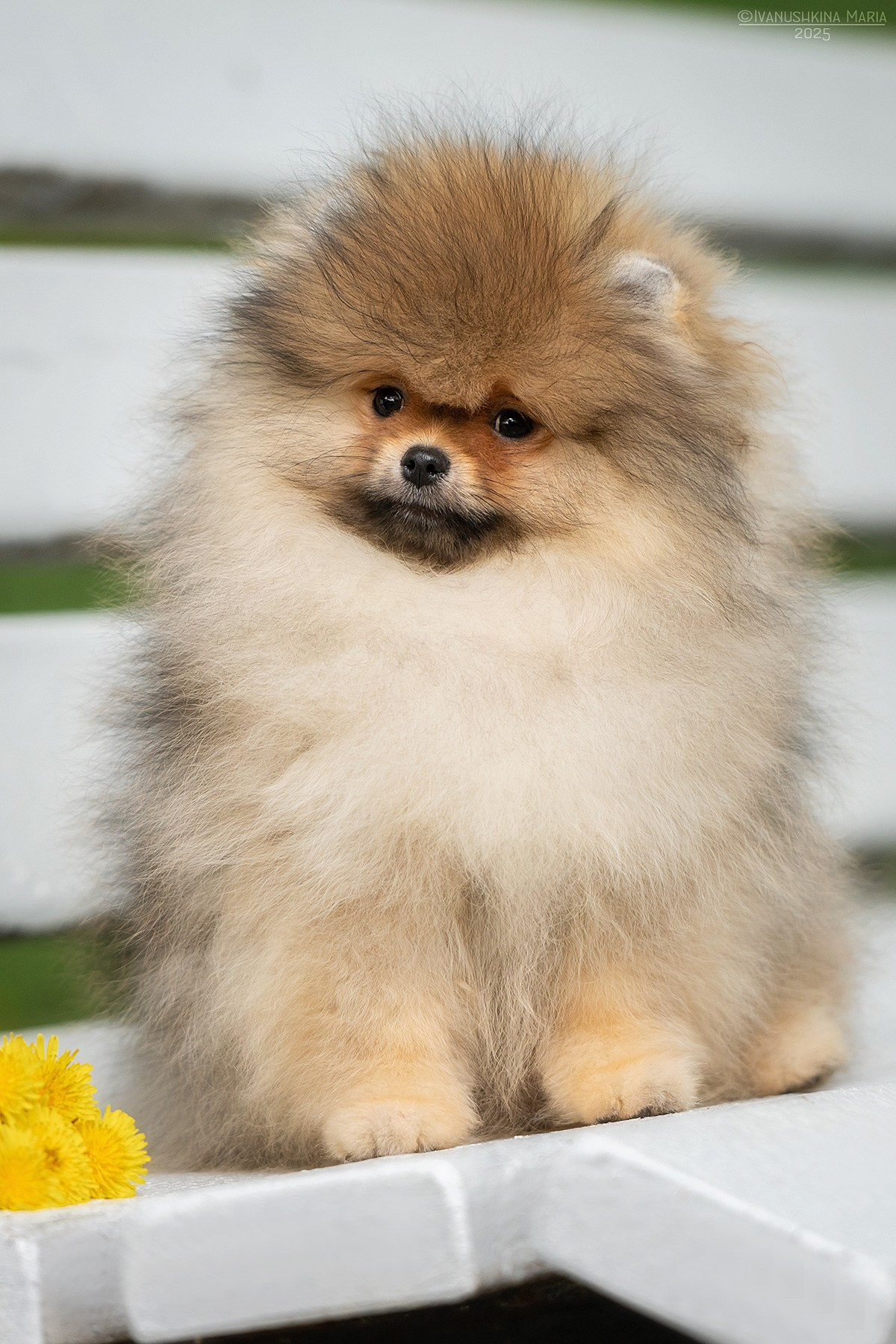 Фотосессия щенков на продажу. Фотограф собак в Москве и Московской области Иванушкина Мария