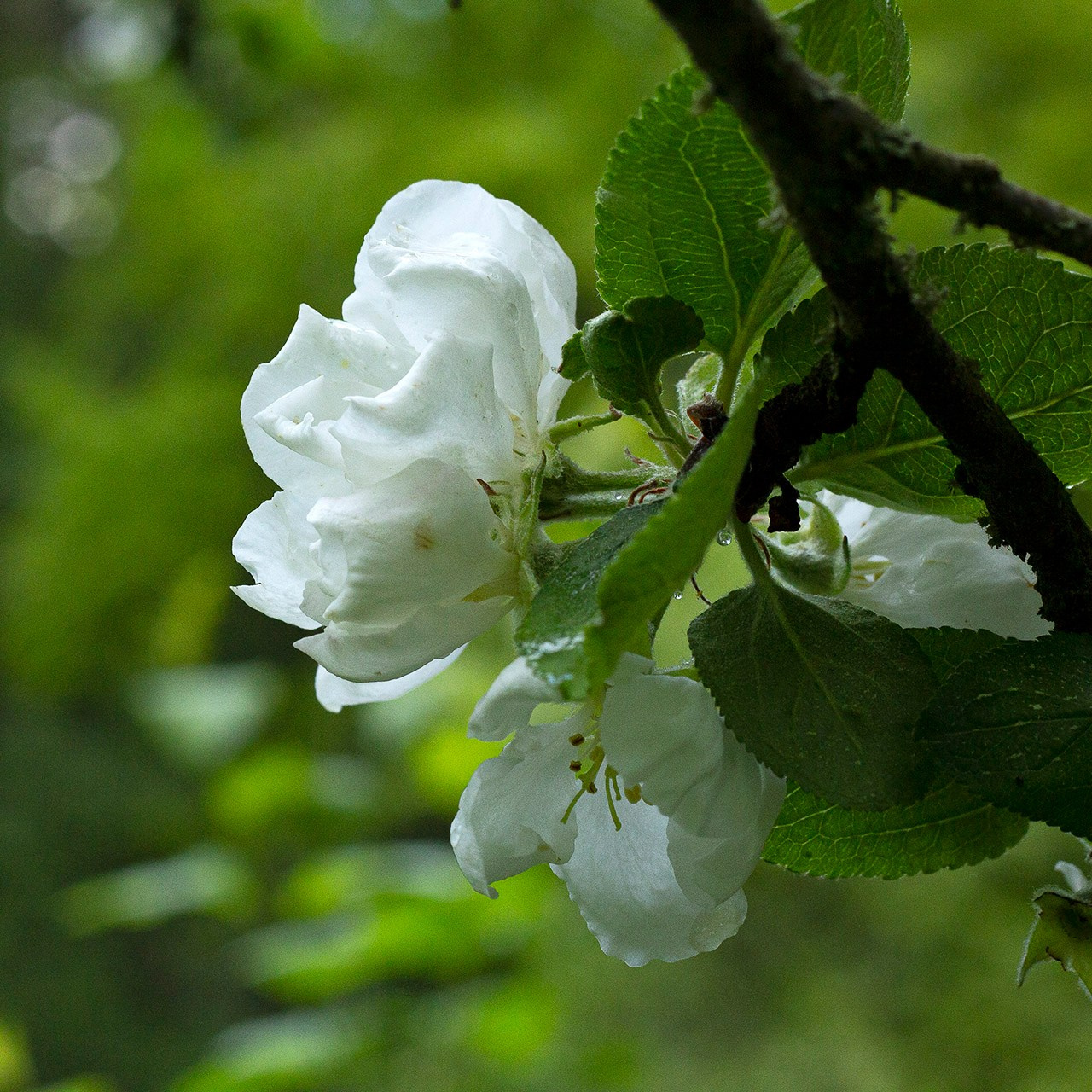 Деревья. Природа севера