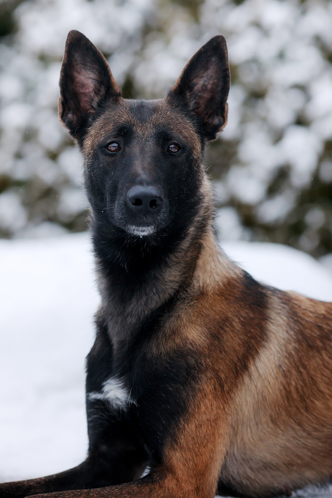 Зимние портреты. Фотограф-анималист Mary Mart — Москва, Питер