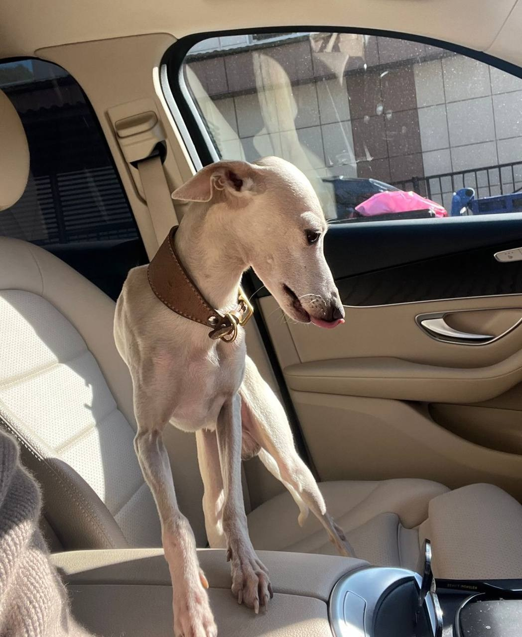 Jeremy & Jupiter. Профессиональный питомник левреток РКФ/FCI ASTI SAPPHIRE 💎 Сочи|Санкт-Петербург